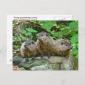 Drie Baby Groundhogs Briefkaart (Voorkant / Achterkant)