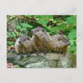 Drie Baby Groundhogs Briefkaart (Voorkant)