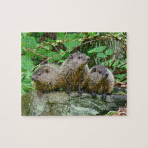 Drie Baby Groundhogs Legpuzzel