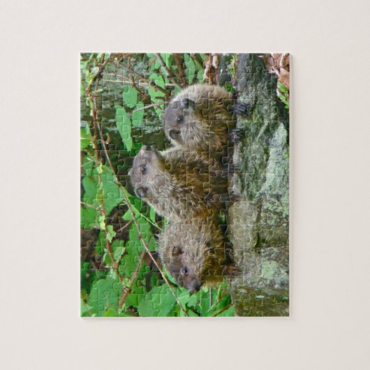 Drie Baby Groundhogs Legpuzzel (Verticaal)