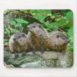 Drie Baby Groundhogs Muismat