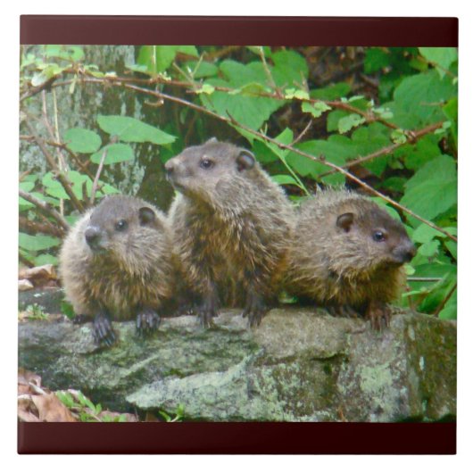 Drie Baby Groundhogs Tegeltje (Voorkant)