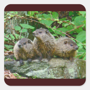 Drie Baby Groundhogs Vierkante Sticker