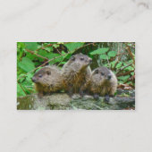 Drie Baby Groundhogs Visitekaartje (Achterkant)