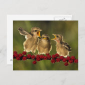 Drie Baby Lanius Schach Birds Briefkaart (Voorkant / Achterkant)