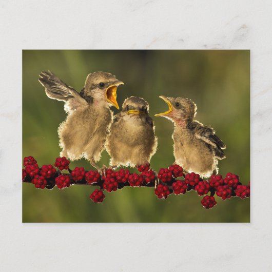 Drie Baby Lanius Schach Birds Briefkaart (Voorkant)