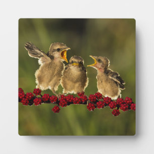 Drie Baby Lanius Schach Birds Fotoplaat