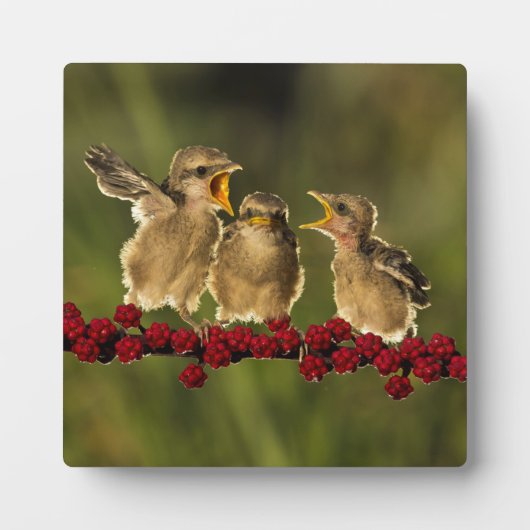 Drie Baby Lanius Schach Birds Fotoplaat (Voorkant)