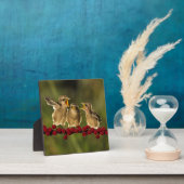 Drie Baby Lanius Schach Birds Fotoplaat (Insitu)