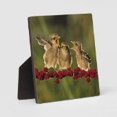 Drie Baby Lanius Schach Birds Fotoplaat (Voorkant)
