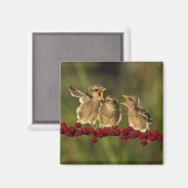 Drie Baby Lanius Schach Birds Magneet (Voorkant / Achterkant)
