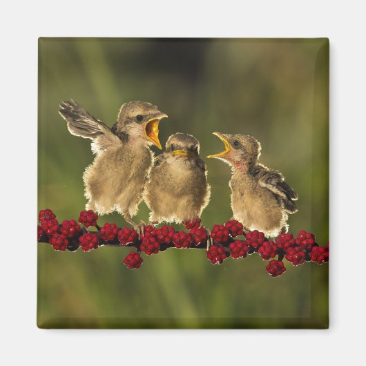 Drie Baby Lanius Schach Birds Magneet (Voorkant)