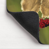 Drie Baby Lanius Schach Birds Muismat (Hoek)