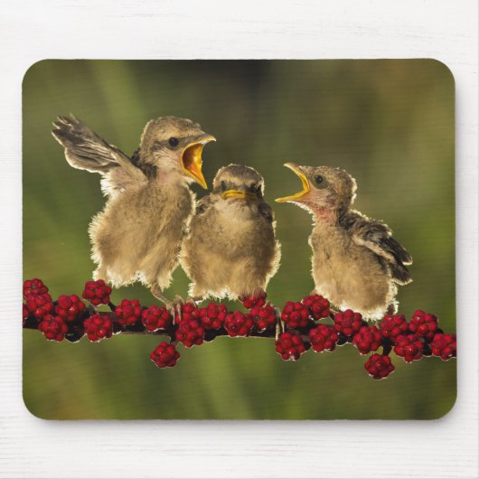 Drie Baby Lanius Schach Birds Muismat (Voorkant)