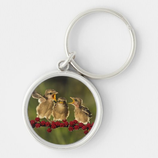 Drie Baby Lanius Schach Birds Sleutelhanger (Voorkant)