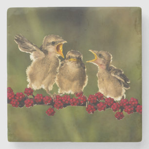 Drie Baby Lanius Schach Birds Stenen Onderzetter