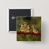 Drie Baby Lanius Schach Birds Vierkante Button 5,1 Cm (Voorkant /achterkant)