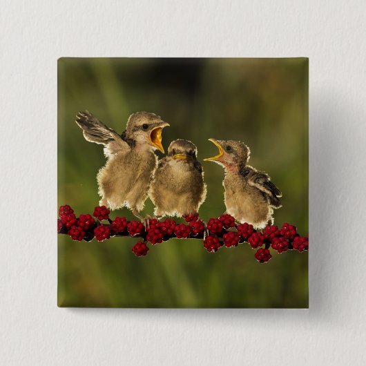 Drie Baby Lanius Schach Birds Vierkante Button 5,1 Cm (Voorkant)