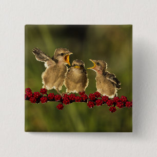 Drie Baby Lanius Schach Birds Vierkante Button 5,1 Cm