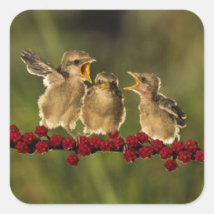 Drie Baby Lanius Schach Birds Vierkante Sticker