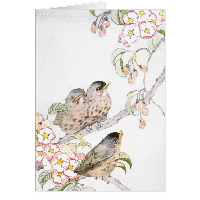Drie Baby Robins in een Cherry-boom (Voorkant)
