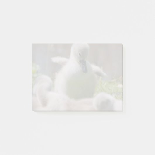 Drie Baby Swan Cygnet-voeringen die elkaar aaneenn Post-it® Notes (Voorkant)