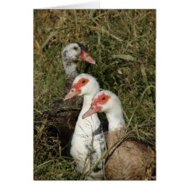 Drie Barbarijse eenden