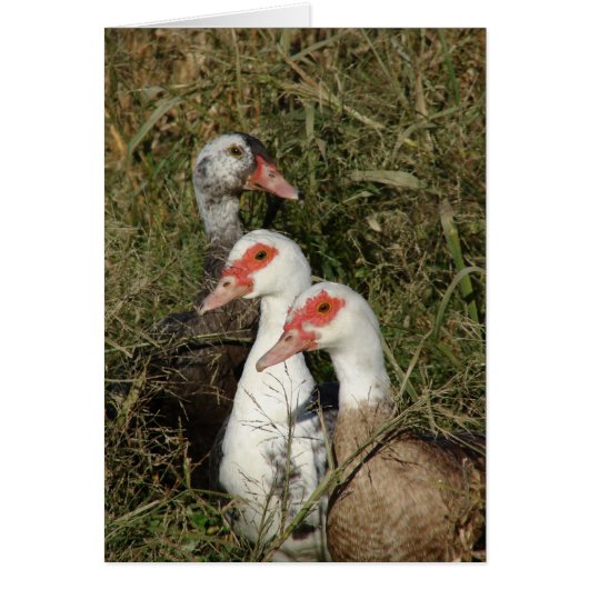 Drie Barbarijse eenden (Voorkant)