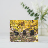 Drie Beren Briefkaart (Staand voorkant)