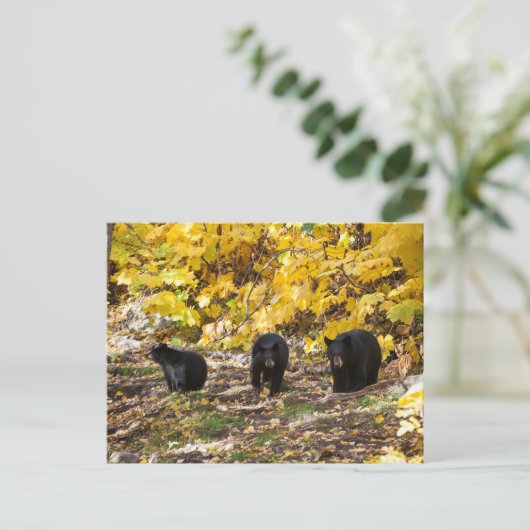 Drie Beren Briefkaart (Staand voorkant)
