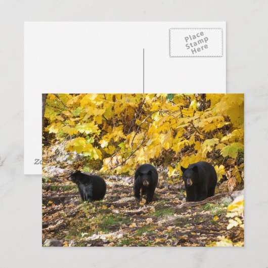 Drie Beren Briefkaart (Voorkant / Achterkant)