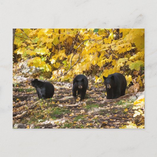 Drie Beren Briefkaart (Voorkant)