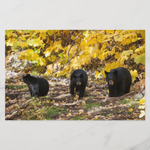 Drie Beren Briefpapier