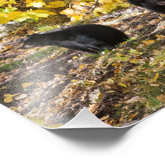 Drie Beren Foto Afdruk (Hoek)