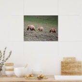 Drie Beren fotograferen Poster (Keuken)