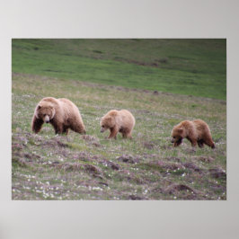 Drie Beren fotograferen Poster