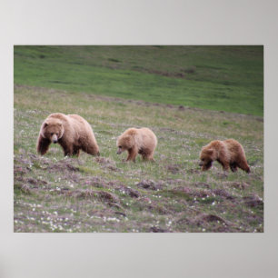 Drie Beren fotograferen Poster