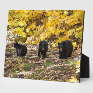 Drie Beren Fotoplaat