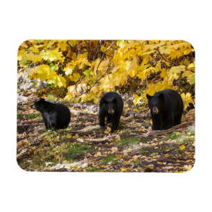 Drie Beren Magneet