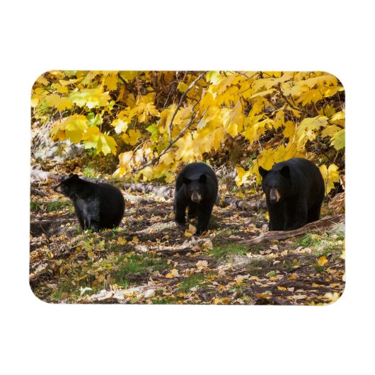 Drie Beren Magneet (Horizontaal)