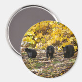 Drie Beren Magneet (Voorkant / Achterkant)