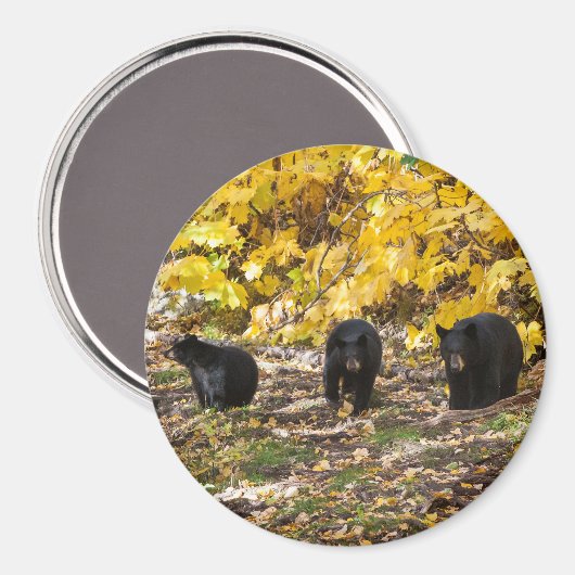 Drie Beren Magneet (Voorkant / Achterkant)