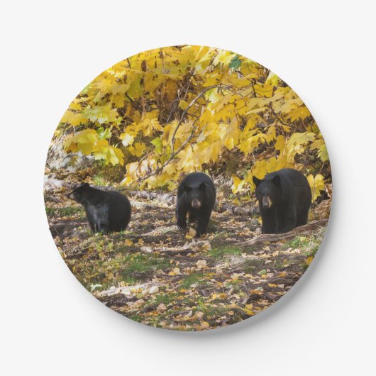 Drie Beren Papieren Bordje (Voorkant)