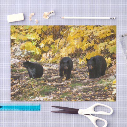 Drie Beren Tissuepapier (Craft)