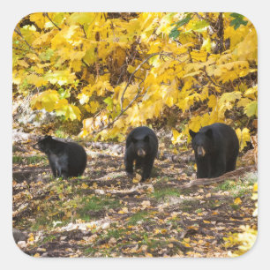 Drie Beren Vierkante Sticker