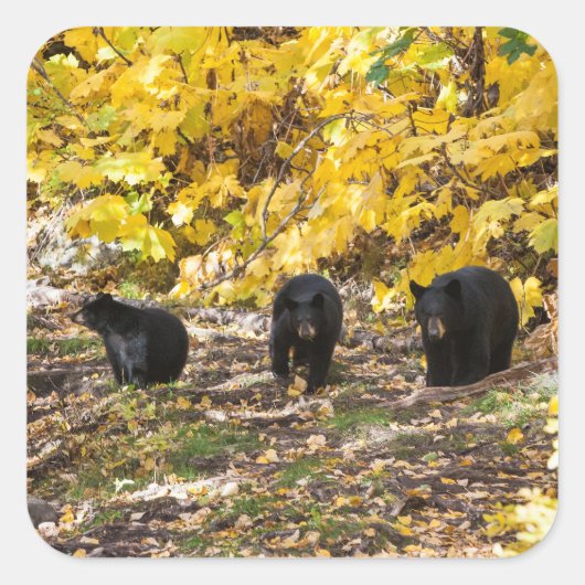 Drie Beren Vierkante Sticker (Voorkant)
