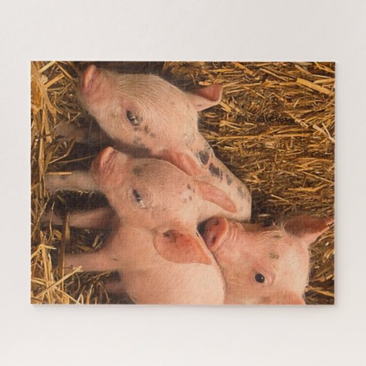 drie biggen legpuzzel (Horizontaal)