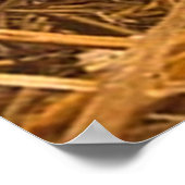 drie biggen poster (Hoek)