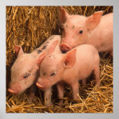 drie biggen poster (Voorkant)