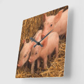 drie biggen vierkante klok (Hoek)